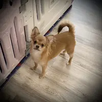 AKC Carrie, a female Chihuahua for sale in New Jersey, NJ – Photo 2 of 10