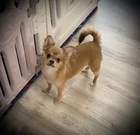 AKC Carrie, a female Chihuahua for sale in New Jersey, NJ – Photo 2 of 10