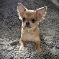 AKC Carrie, a female Chihuahua for sale in New Jersey, NJ – Photo 8 of 10