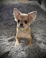 AKC Carrie, a female Chihuahua for sale in New Jersey, NJ – Photo 8 of 10