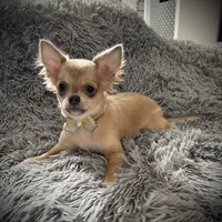 AKC Carrie, a female Chihuahua for sale in New Jersey, NJ – Photo 7 of 10