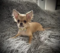 AKC Carrie, a female Chihuahua for sale in New Jersey, NJ – Photo 7 of 10