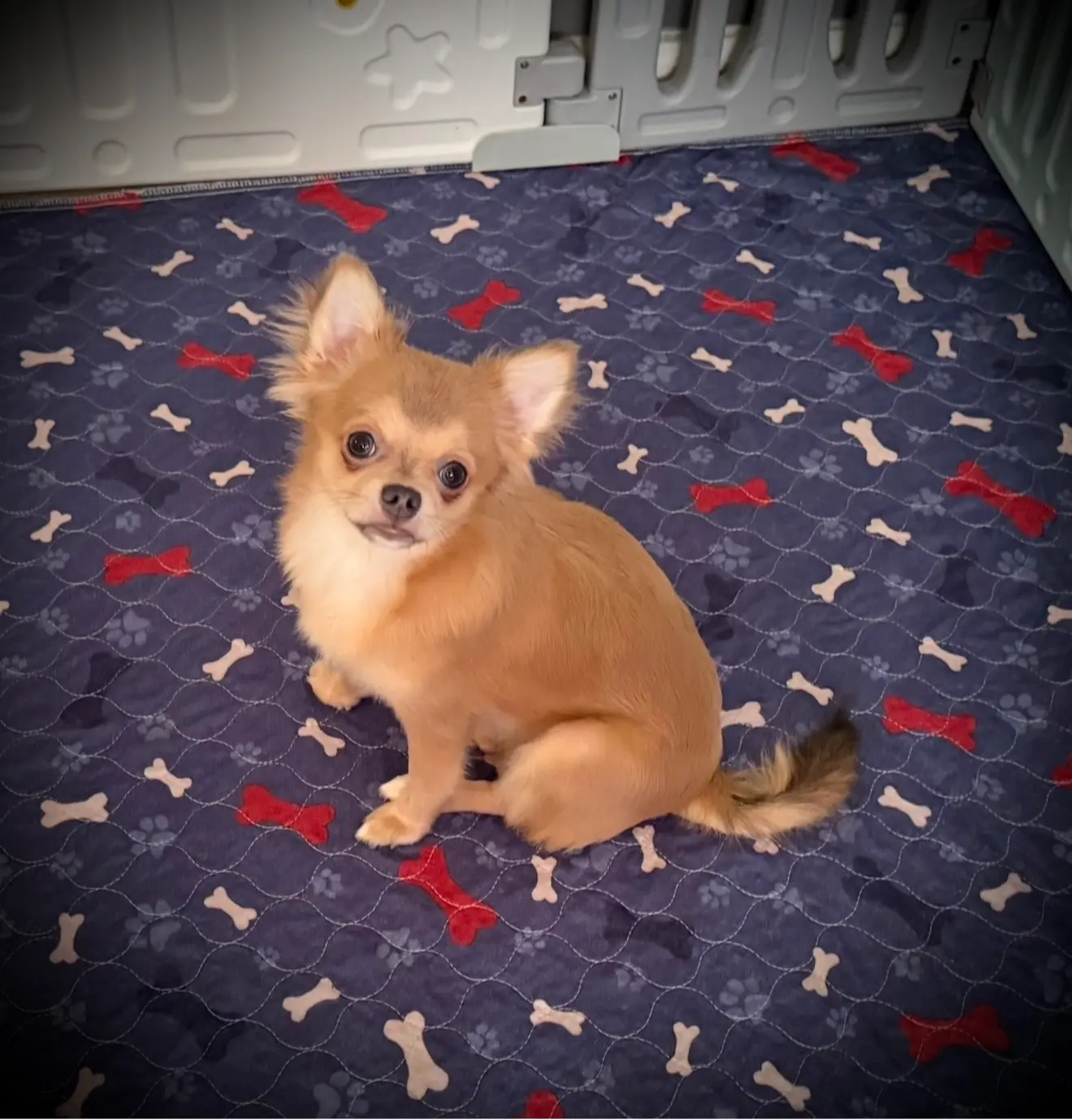 AKC Carrie, a female Chihuahua for sale in New Jersey, NJ – Photo 4 of 10