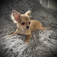 AKC Carrie, a female Chihuahua for sale in New Jersey, NJ – Photo 9 of 10