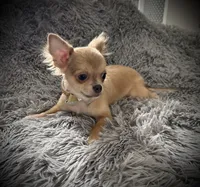 AKC Carrie, a female Chihuahua for sale in New Jersey, NJ – Photo 9 of 10