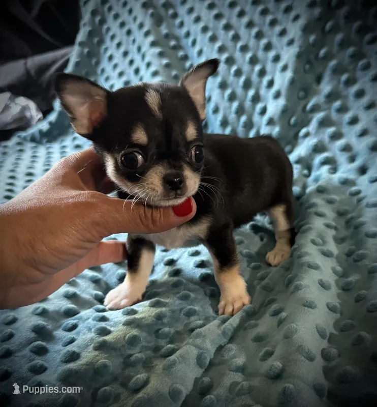 AKC Brandy – Chihuahua puppy for sale in New Jersey, NJ