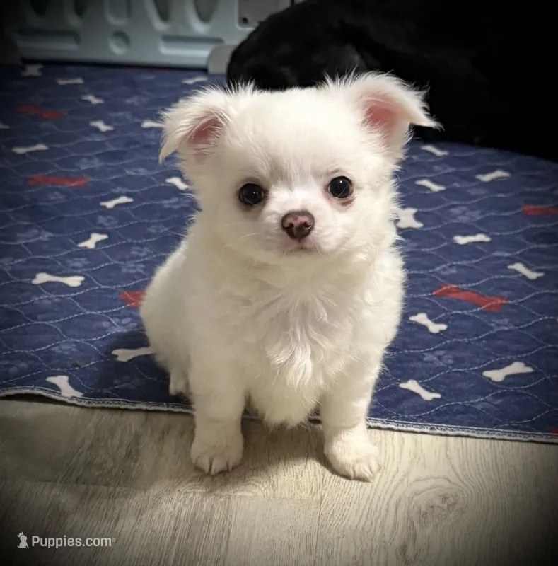 AKC Dixon  – Chihuahua puppy for sale in New Jersey, NJ