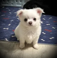 AKC Dixon , a male Chihuahua for sale in New Jersey, NJ – 1 of 5