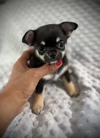 AKC Gemma, a female Chihuahua for sale in New Jersey, NJ – 7 of 10