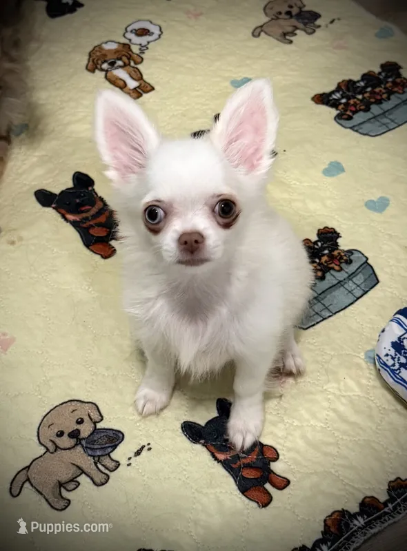 AKC Missy – Chihuahua puppy for sale in New Jersey, NJ