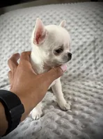 AKC Prince, a male Chihuahua for sale in New Jersey, NJ – 3 of 8