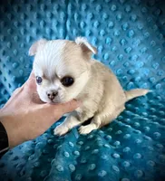 processed/0377c3ce-648a-4327-8fe8-5a9f81d219ff/listing/ac868df8-1bb8-4add-9a3b-c73f1fe997f8/61c08f27-9ff6-4c18-8fa8-de1dcfb6bd10