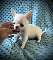 AKC Bean, a male Chihuahua for sale in New Jersey, NJ – 8 of 8