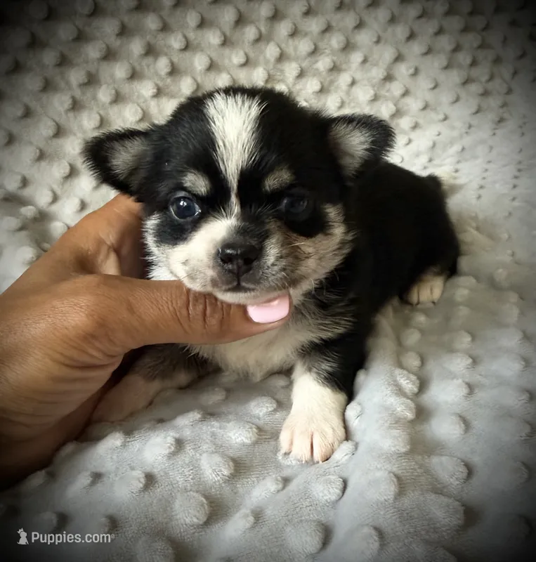 AKC Otto – Chihuahua puppy for sale in New Jersey, NJ