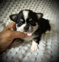 AKC Otto, a male Chihuahua for sale in New Jersey, NJ – 1 of 4