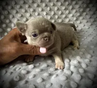 AKC Jax, a male Chihuahua for sale in New Jersey, NJ – 2 of 4
