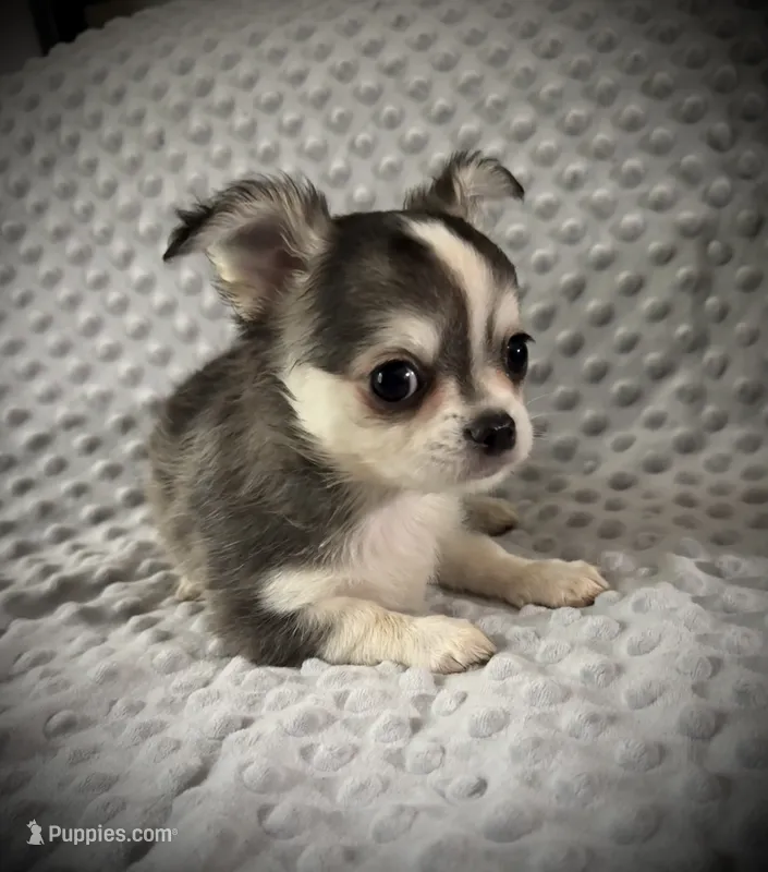 AKC Fancy – Chihuahua puppy for sale in New Jersey, NJ