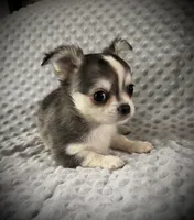 AKC Fancy, a female Chihuahua for sale in New Jersey, NJ – 1 of 5