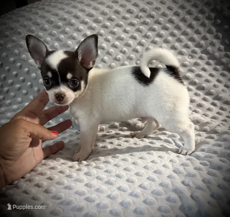 AKC Ollie – Chihuahua puppy for sale in New Jersey, NJ