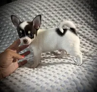 AKC Ollie, a male Chihuahua for sale in New Jersey, NJ – 1 of 10