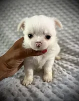 AKC Dixon , a male Chihuahua for sale in New Jersey, NJ – 3 of 4