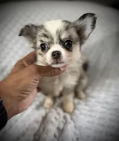 AKC Pepper, a male Chihuahua for sale in New Jersey, NJ – 4 of 6