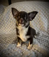 AKC Darla, a female Chihuahua for sale in New Jersey, NJ – 5 of 10