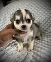 AKC Fancy, a female Chihuahua for sale in New Jersey, NJ – 2 of 5