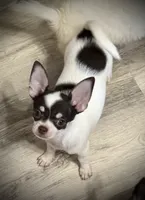 AKC Ollie, a male Chihuahua for sale in New Jersey, NJ – 1 of 9