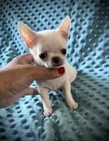 AKC Bean, a male Chihuahua for sale in New Jersey, NJ – 7 of 8