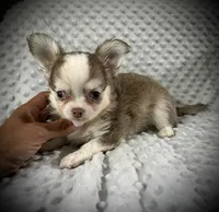 AKC Finn, a male Chihuahua for sale in New Jersey, NJ – 3 of 8