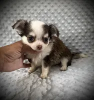 AKC Fiona, a female Chihuahua for sale in New Jersey, NJ – 4 of 7