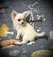 processed/0377c3ce-648a-4327-8fe8-5a9f81d219ff/listing/be89e62c-7156-4a65-8ad5-bb4dffe6c4d8/106363ef-f8a5-459f-9872-a358c5066602