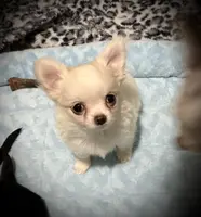 processed/0377c3ce-648a-4327-8fe8-5a9f81d219ff/listing/be89e62c-7156-4a65-8ad5-bb4dffe6c4d8/c0d9f1ad-02a3-4fa4-9c62-2c251d9593d6