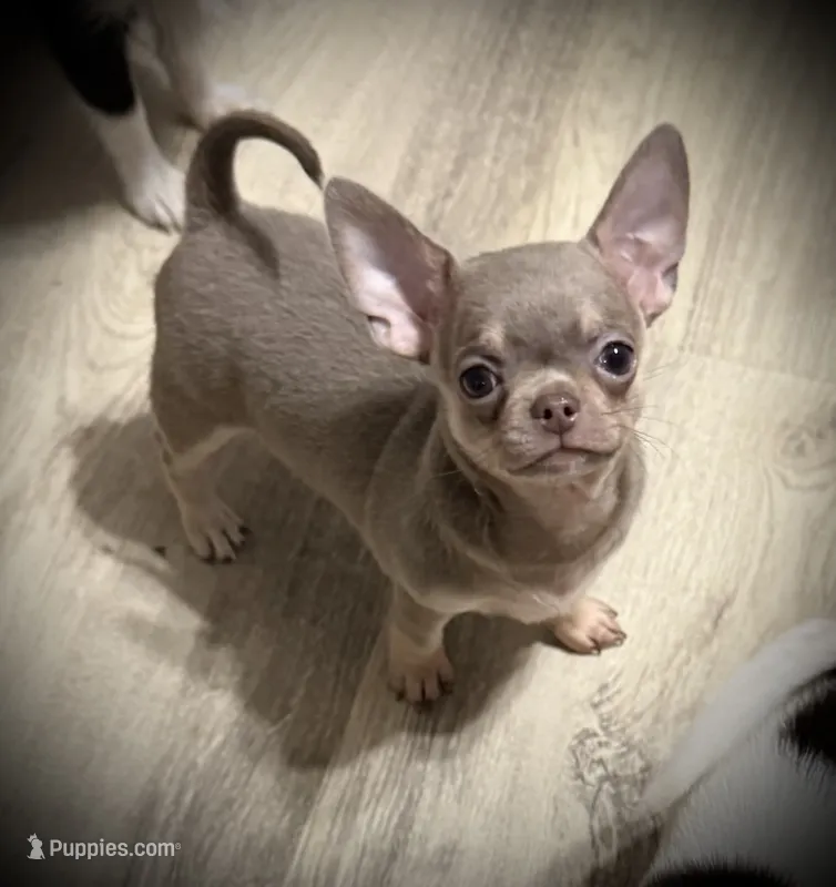 AKC Jax – Chihuahua puppy for sale in New Jersey, NJ