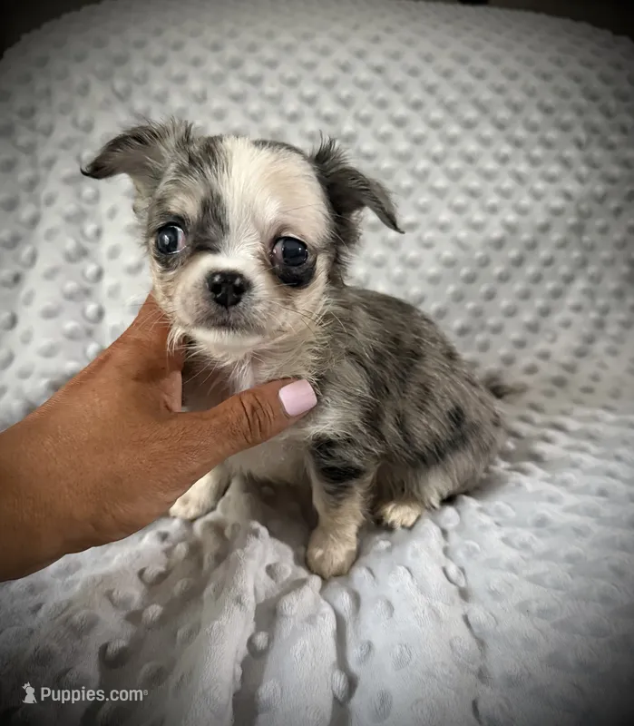 AKC Patch – Chihuahua puppy for sale in New Jersey, NJ