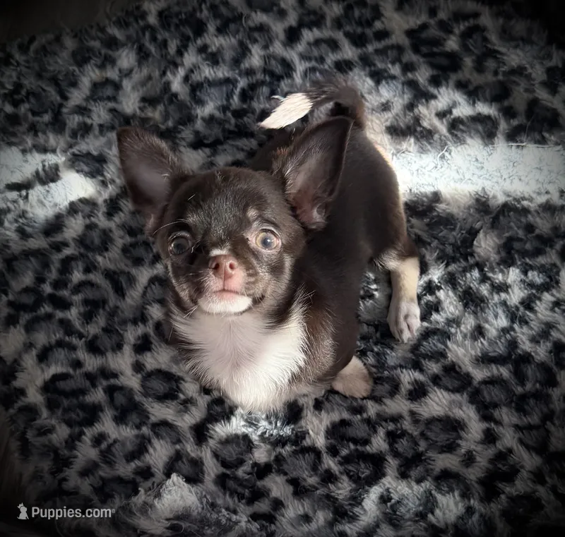 AKC Darla – Chihuahua puppy for sale in New Jersey, NJ