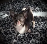 AKC Darla, a female Chihuahua for sale in New Jersey, NJ – 1 of 10