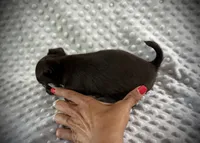 AKC Darla, a female Chihuahua for sale in New Jersey, NJ – 4 of 5