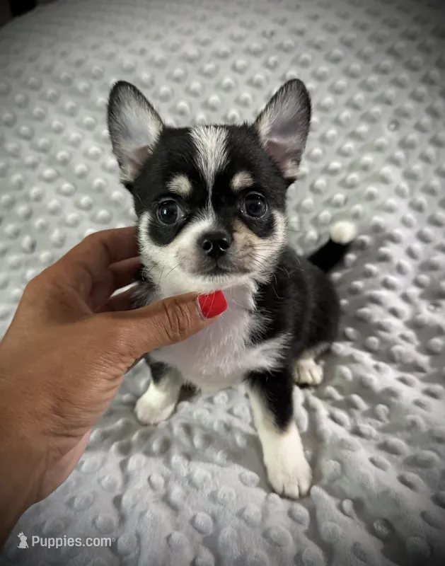 AKC Otto – Chihuahua puppy for sale in New Jersey, NJ