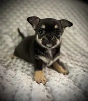 AKC Gemma, a female Chihuahua for sale in New Jersey, NJ – 8 of 10