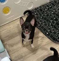 AKC Tyson , a male Chihuahua for sale in New Jersey, NJ – 4 of 10