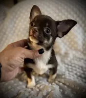 AKC Darla, a female Chihuahua for sale in New Jersey, NJ – 6 of 10