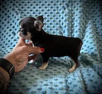 AKC Brandy, a female Chihuahua for sale in New Jersey, NJ – 3 of 6