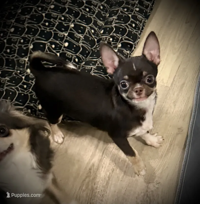 AKC Tyson  – Chihuahua puppy for sale in New Jersey, NJ