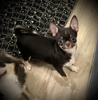 AKC Tyson , a male Chihuahua for sale in New Jersey, NJ – 1 of 10