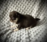 AKC Odin, a male Chihuahua for sale in New Jersey, NJ – 5 of 10