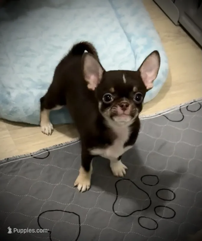 AKC Tyson  – Chihuahua puppy for sale in New Jersey, NJ