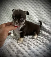 AKC Darla, a female Chihuahua for sale in New Jersey, NJ – 3 of 5