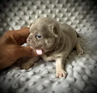AKC Jax, a male Chihuahua for sale in New Jersey, NJ – 4 of 4